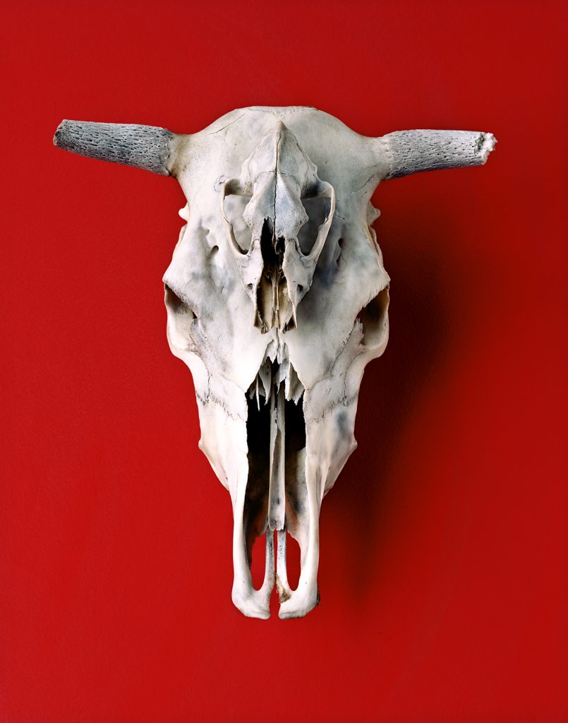 Cráneos de Vaca y Coyote