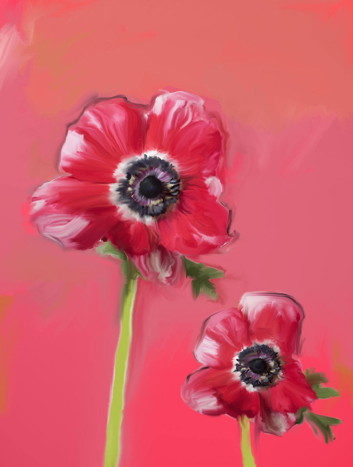Poppies on red background_2019_glicee Photographic print 50.9 x 60.9cms